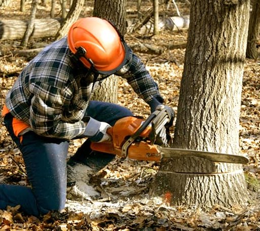 Tree Removal in Palermo, ND